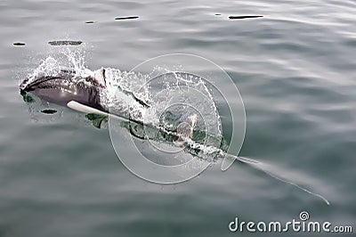 Dall porpoise in Alaska Stock Photo