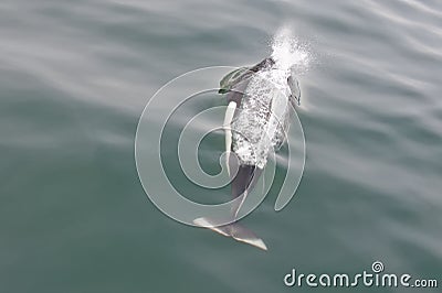 Dall Porpoise in ocean Stock Photo