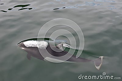 Dall's Porpoise Stock Photo