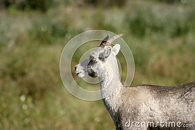 Dall Sheep Stock Photo