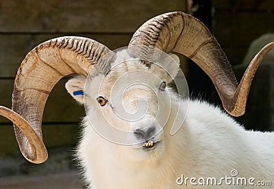 Dall Sheep Stock Photo