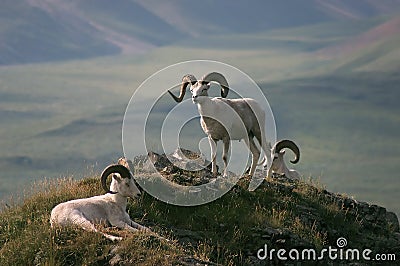 Dall Sheep in Alaska Stock Photo