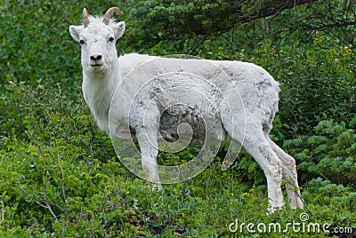 Dall Sheep Stock Photo