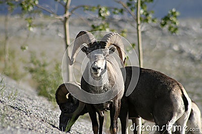 Dall Sheep Bull Stock Photo