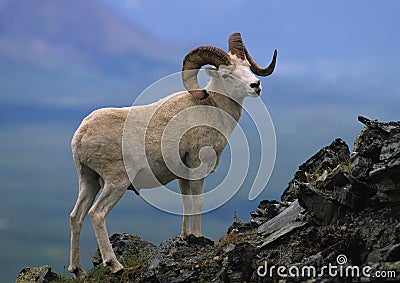 Dall Sheep Ram Stock Photo