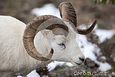 Dall sheep ram Stock Photo