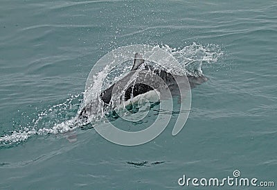 Dall`s porpoise, Phocoenoides dalli Stock Photo