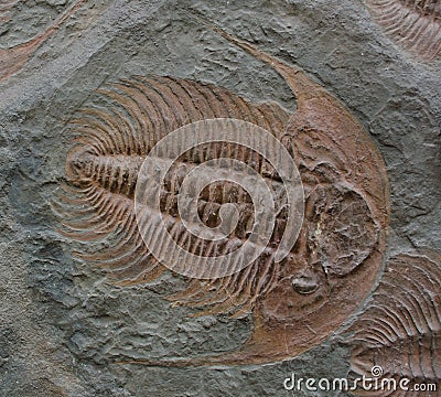 Dalmanites Fossile Stock Photo