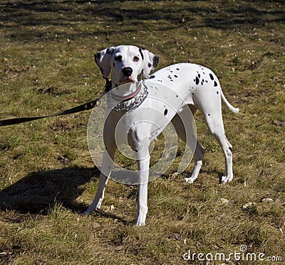 Dalmatian Stock Photo