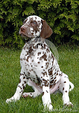 Dalmatian Stock Photo