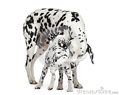 Dalmatian adult and puppy sniffing each other, isolated Stock Photo