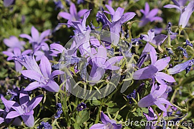 Dalmatian Bellflower - Campanula Portenschlagiana Stock Photo