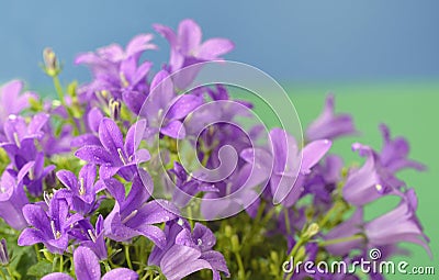 Dalmatian bellflower (Campanula portenschlagiana) Stock Photo