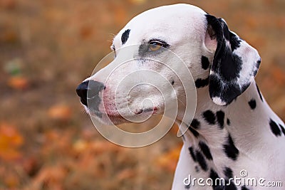 Dalmatian dog Stock Photo