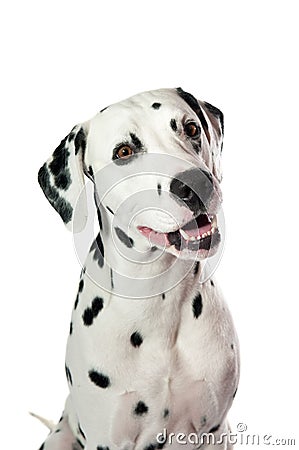 Dalmatian dog Stock Photo