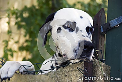 Dalmatian dog Stock Photo