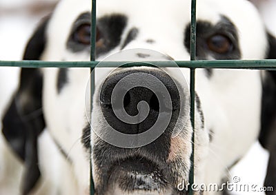 Dalmatian dog Stock Photo