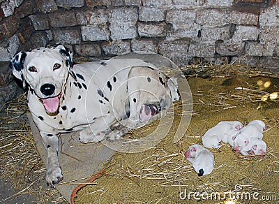 Dalmatian dog, WITH BABES newborn ONLY ONE DAY Stock Photo