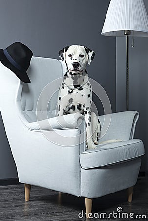 Dalmatian dog in a chair studio photoshoot Stock Photo