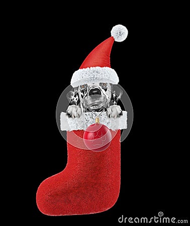 Dalmatian dog with Christmas stocking and ball. Isolated on black Stock Photo