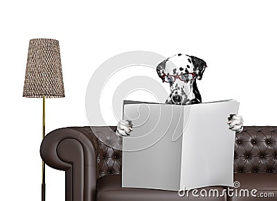 Dalmatian dog with glasses reading newspaper with space for text on sofa in living room. Isolated on white Stock Photo