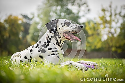 Dalmatian dog Stock Photo