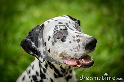 Dalmatian dog Stock Photo