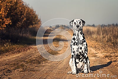 Dalmatian dog is sitting at autumn road Stock Photo