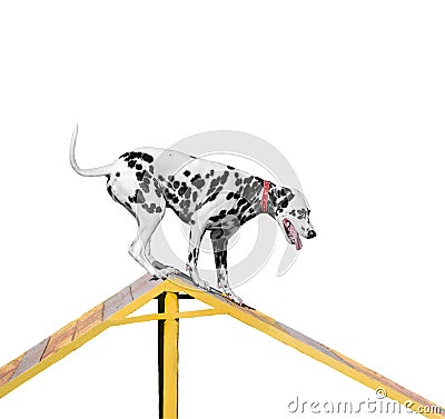 Dalmatian dog is trained on the barrier slide Stock Photo