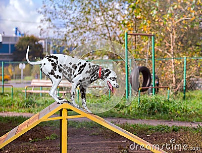 Dalmatian dog is trained on the playground Stock Photo