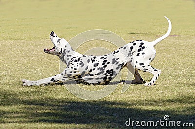 Dalmatian dog Stock Photo