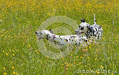 Dalmatian dogs Stock Photo