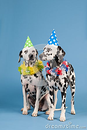 Dalmatian dogs as birthday animals on blue background Stock Photo