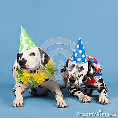 Dalmatian dogs as birthday animals on blue background Stock Photo