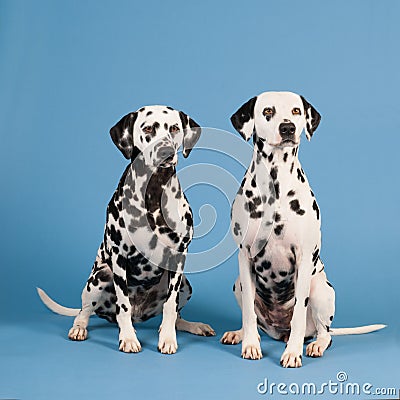 Dalmatian dogs on blue background Stock Photo