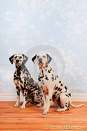 Dalmatian dogs sitting at the floor Stock Photo