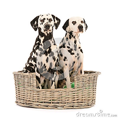 Dalmatian dogs in wicker basket Stock Photo