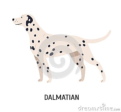 Dalmatian. Gorgeous funny purebred dog isolated on white background. Beautiful cute domestic animal or pet with spotted Vector Illustration