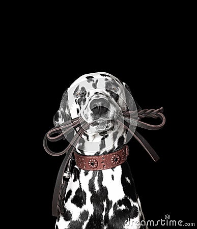Dalmatian is holding the leash Stock Photo