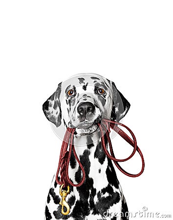Dalmatian is holding the leash Stock Photo
