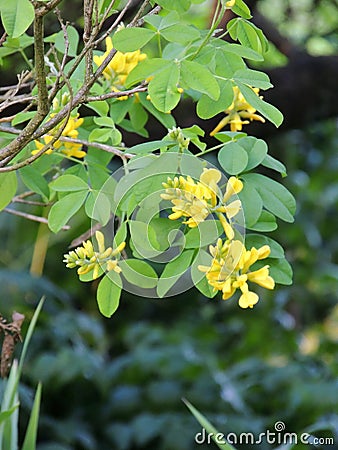 Dalmatian Laburnum in spring during flowering Stock Photo