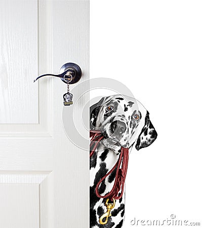 Dalmatian with a leash peeks out from behind the door Stock Photo