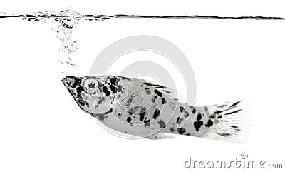 Dalmatian Molly - Poecilia latipinna Stock Photo