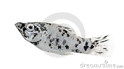 Dalmatian Molly - Poecilia latipinna Stock Photo