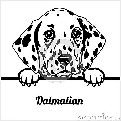 Dalmatian - Peeking Dogs - - breed face head isolated on white Vector Illustration