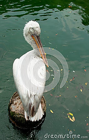 Dalmatian Pelican Stock Photo