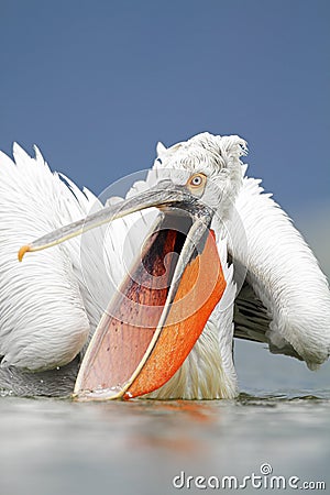 Dalmatian Pelican Stock Photo