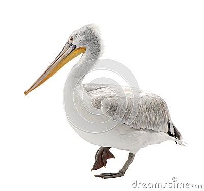 Dalmatian Pelican - Pelecanus crispus(18 months) Stock Photo