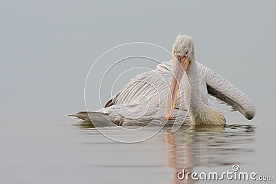 Dalmatian Pelican Stock Photo