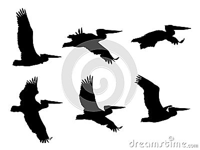 Dalmatian pelican in the flight silhouettes set Vector Illustration